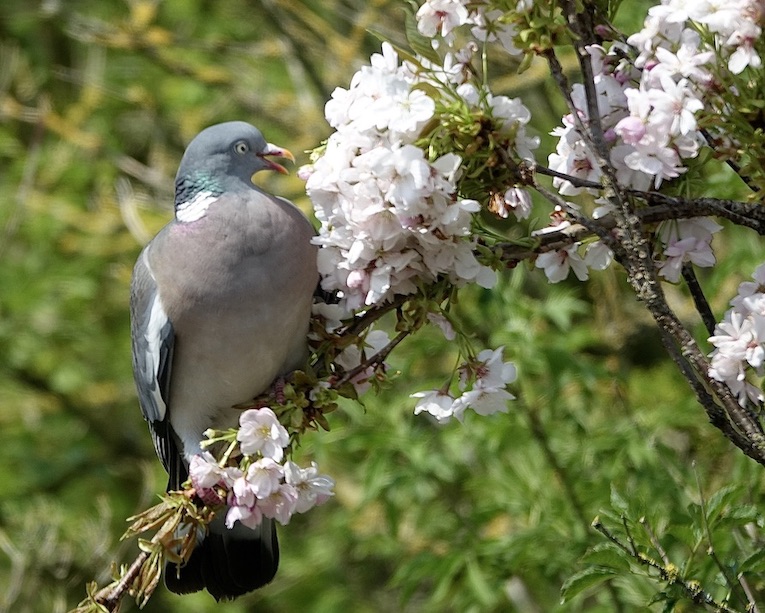 eating blossom